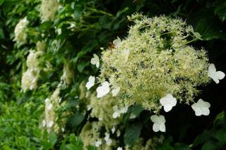 Hydrangea petiolaris ombre