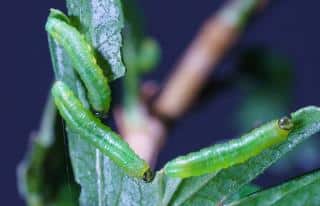 Nematus ribesii - chenille verte sur groseillier