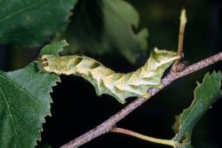 Noctuelle chenille