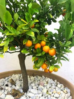 Oranger en pot