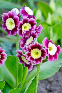 Oreille d'Ours - Primula auricula - Auricule