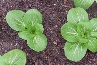 Pak choi semis