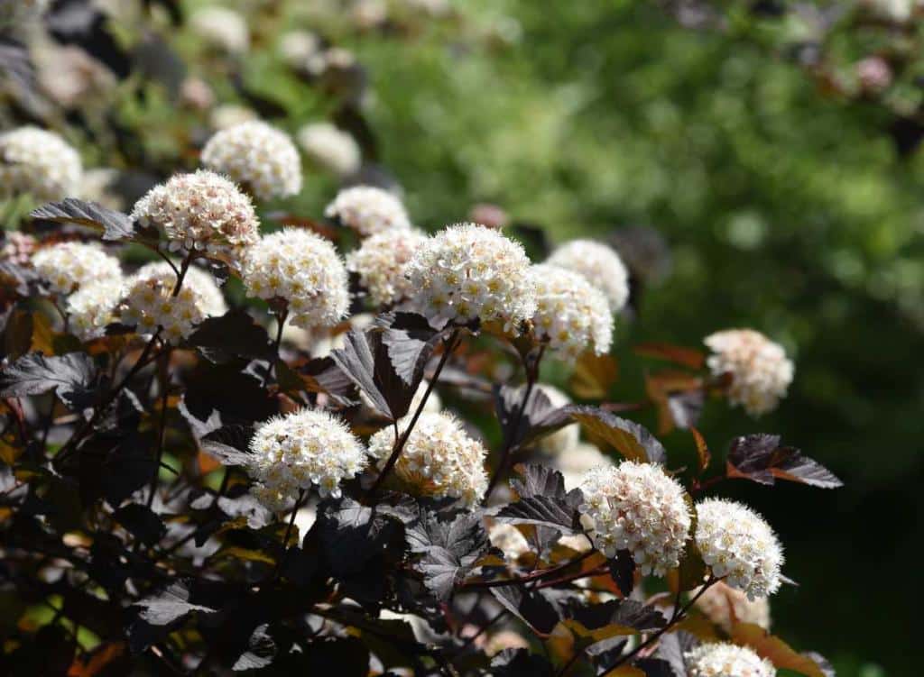 Physocarpus - Physocarpe