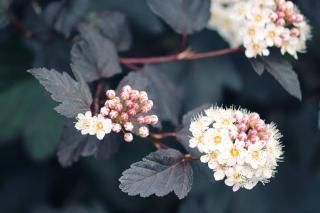 Physocarpus - Physocarpe a feuille d'obier