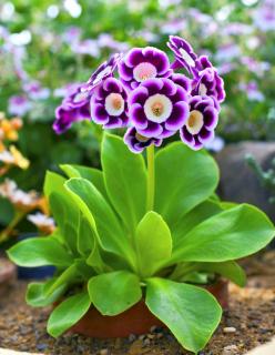 Plantation Primula auricula - Oreille d'Ours