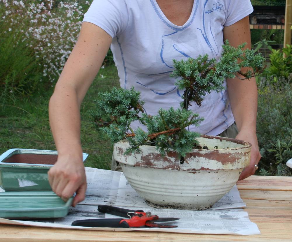 Rempotage du Bonsaï : période et technique pour bien rempoter