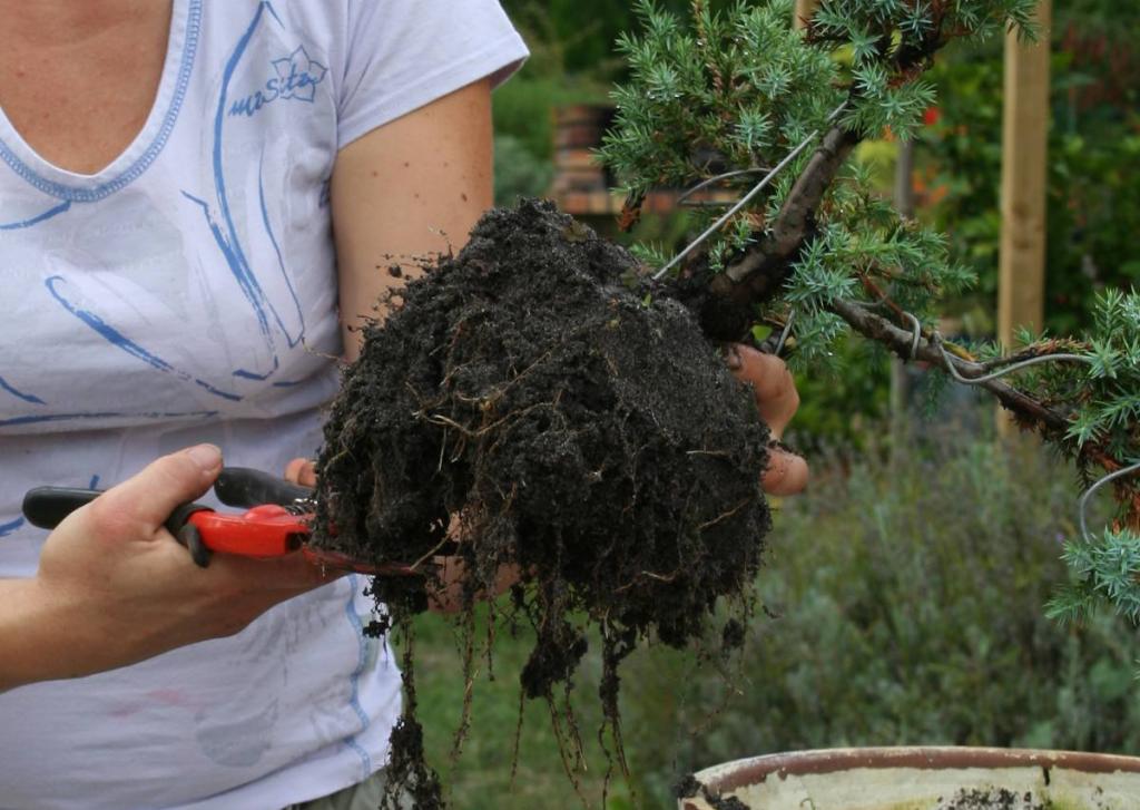 Rempoter un bonsaï racines secateur