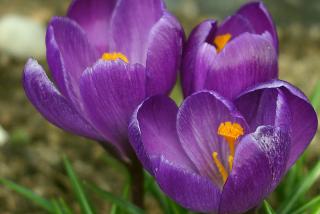 Safran - Crocus sativus