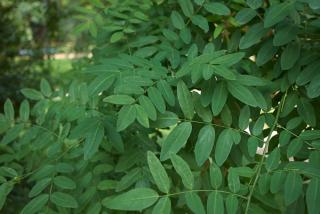 Sophora Japonica - Feuille - Styphnolobium japonicum