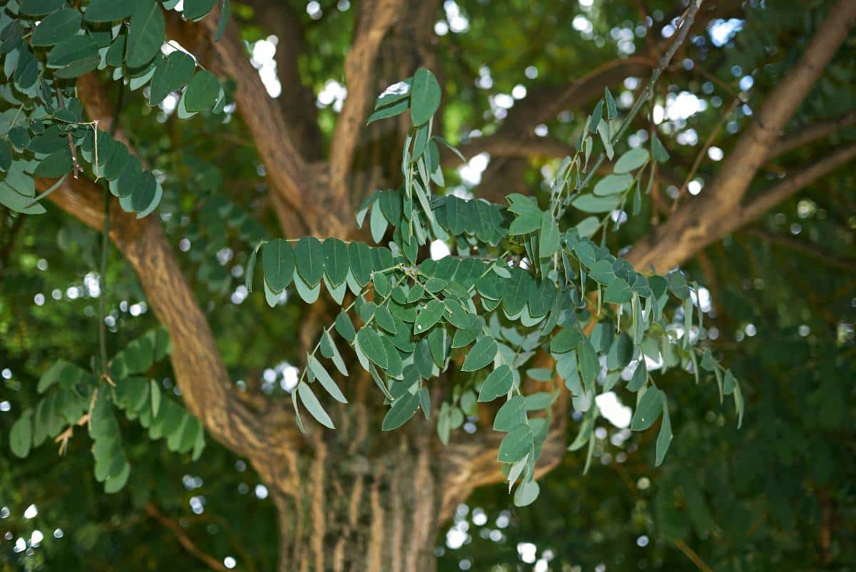 Sophora Japonica - Styphnolobium japonicum