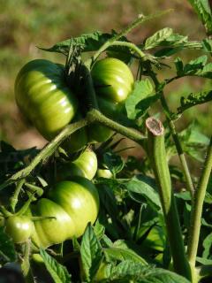 Tomate Brandywine culture entretien