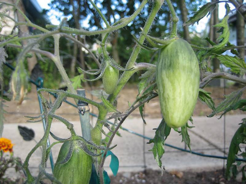 Tomate Green Sausage