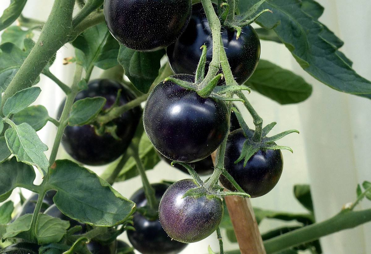 Tomate Indigo Rose