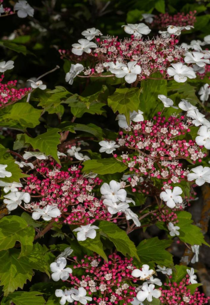 Viburnum sargentii Onodonga - viorne de sargent