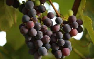 Vigne Fragola Nera utilisation conservation