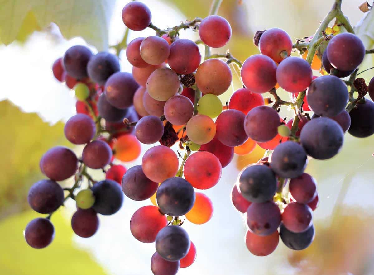 Vigne Fragola Nera - vigne fraise