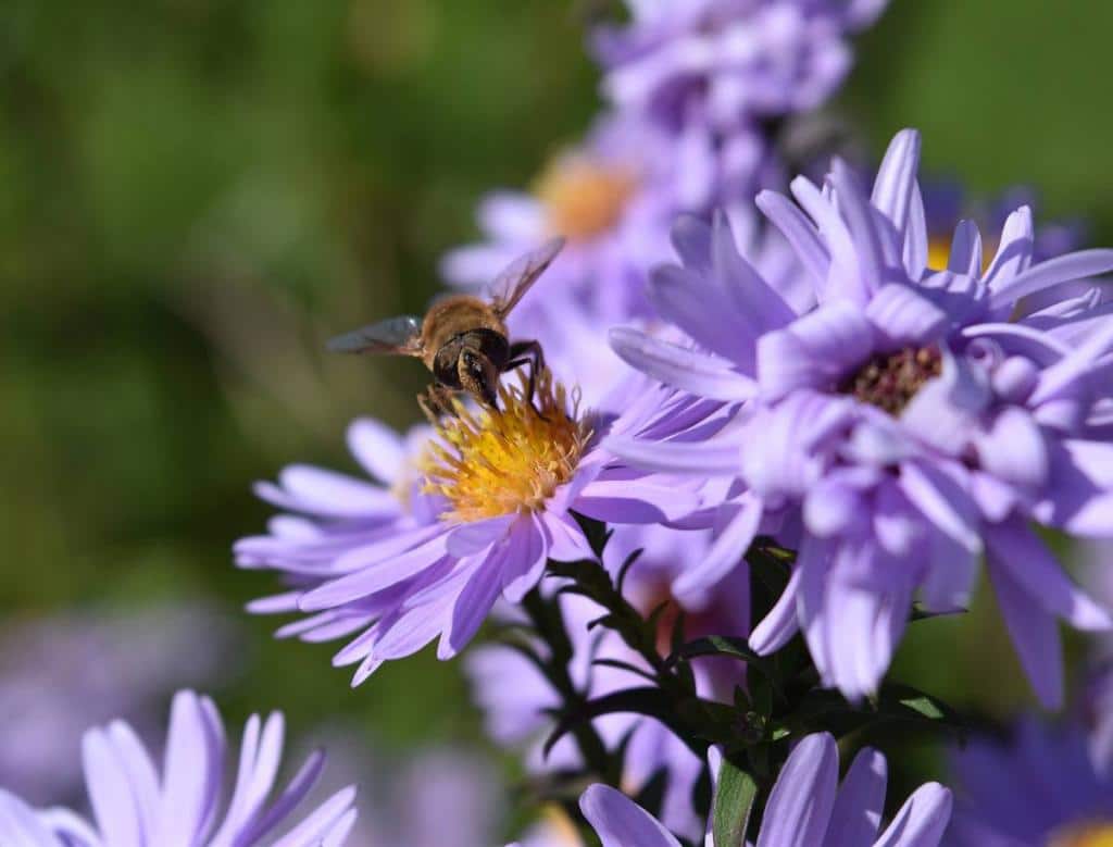 aster de frikart-frikartii