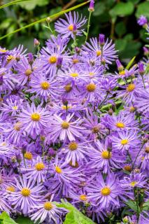 aster de frikart frikartii - culture entretien