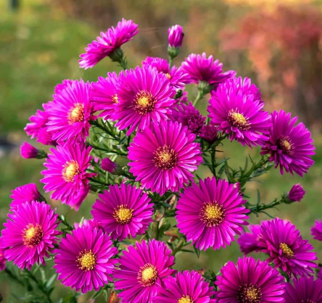 aster semis plantation culture floraison entretien