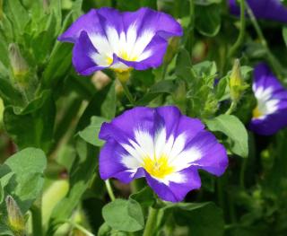 belle de jour - Convolvulus tricolor