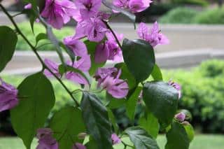 bougainvillier en fleur - plante grimpante