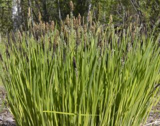 carex plantation