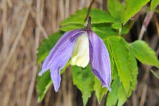 clematis alpina - clematite des alpes