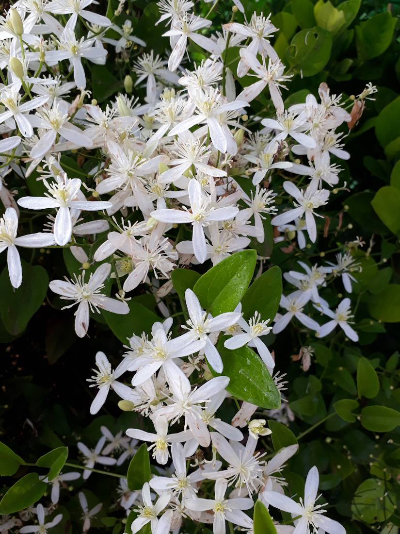 Clématites à petites fleurs : les plus belles variétés