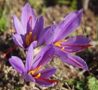 crocus safran