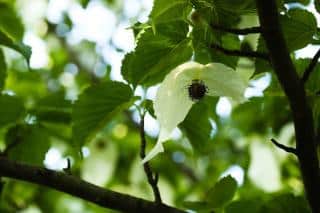 davidia-involucrata-fleur floraison