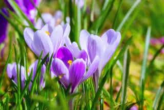 entretien crocus sativus