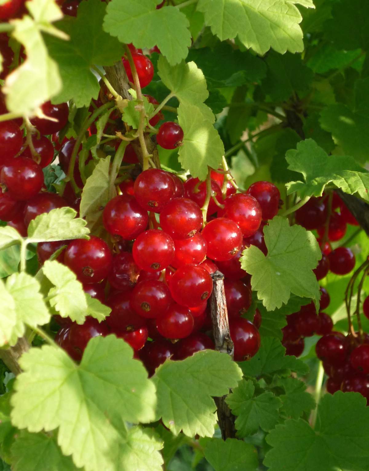 fruit rouge recolte été