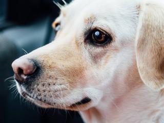 labrador caractere