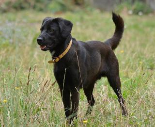 labrador poids taille