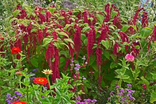 massif de fleurs qui pousse vite