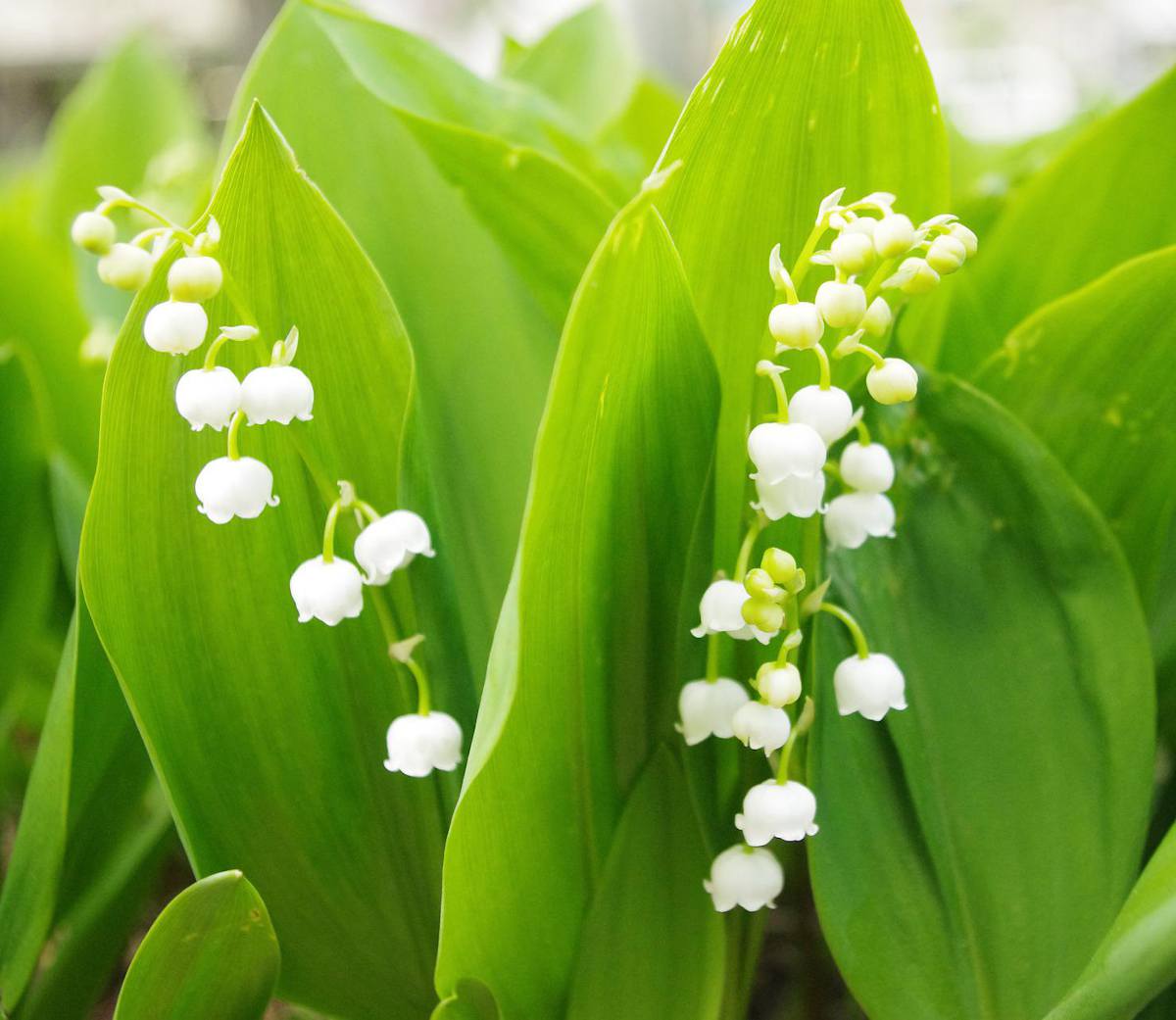 muguet culture