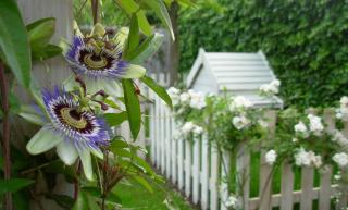 passiflore fleur grimpante