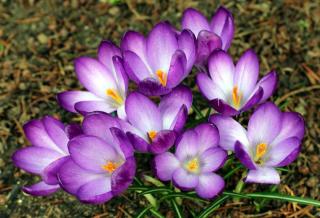 plantation crocus safran