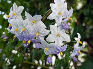 plante grimpante a fleurs - solanum