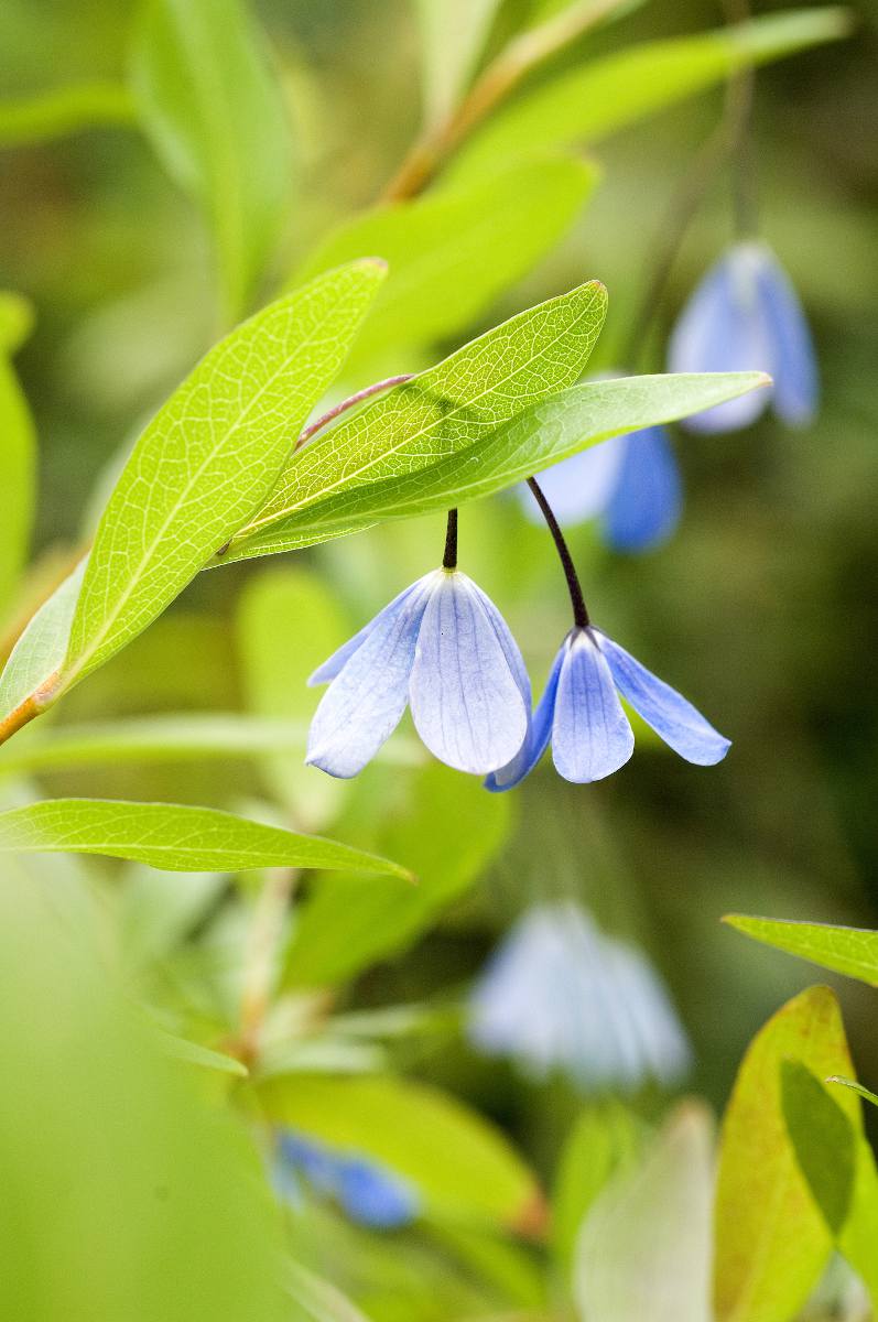 plante grimpante originale