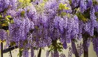 plante grimpante parfumée glycine wisteria