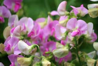 pois de senteur- Lathyrus odoratus