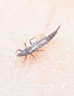 reconnaitre thrips