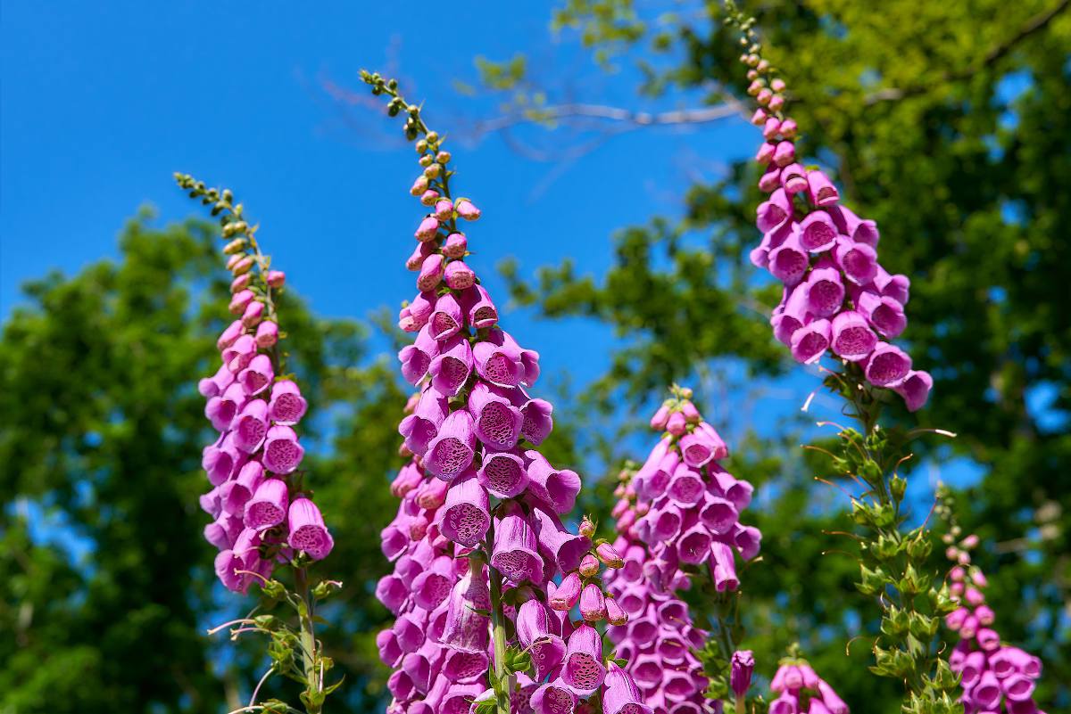 Fleurs] Kit graines printemps à semer Maman t'es la plus