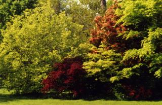  Pieris, Acer palmatum pourpre