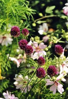 Allium-sphaerocephalum