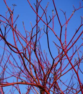 Arbuste a écorce rouge - Cornus sanguinea - cornouiller sanguin