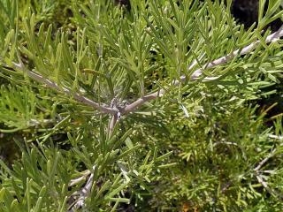 Aurone - Artemisia abrotanum - culture entretien