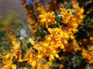 Berberis darwinii - Epine vinette de Darwin