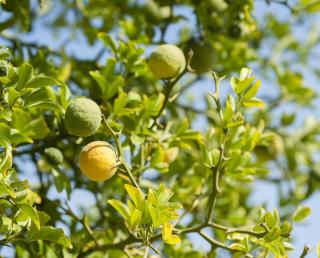 Bergamote arbre - Bergamotier - Citrus bergamia